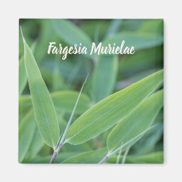 Fargesia murielae Bamboo Pflanze für Gärtner Magnet