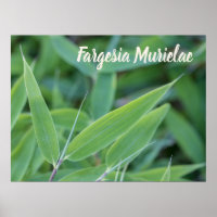 Fargesia murielae Bamboo Pflanze für Gärtner