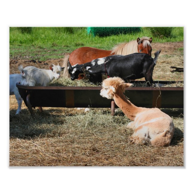Farm Animal Barnyard Freunde Niedlich 10x8 Fotodruck (Vorne)
