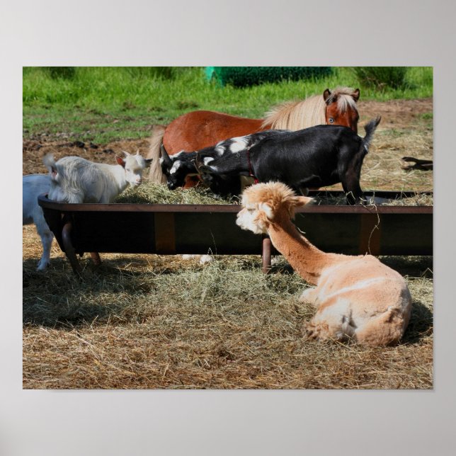 Farm Animal Friends Poster (Vorne)