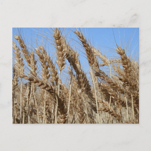 Farm Life USA Wheat Postcard Postkarte (Vorderseite)