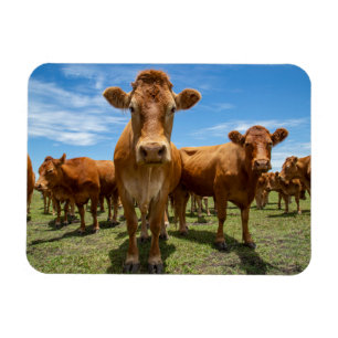 Farms   Brown Cow Group Magnet