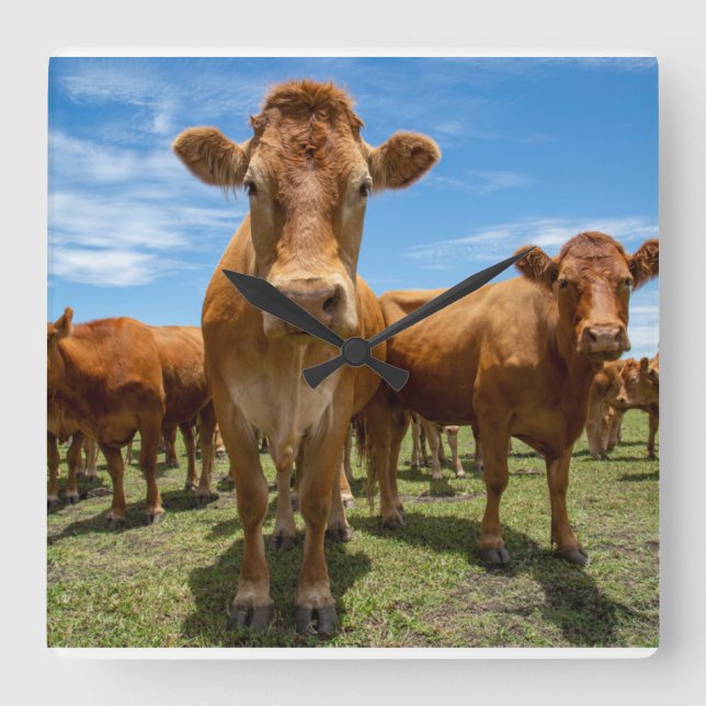 Farms Brown Cow Group Quadratische Wanduhr (Vorderseite)