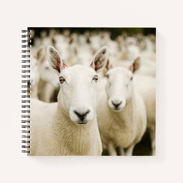 Farms | Herd of Sheep Notizbuch (Vorderseite)