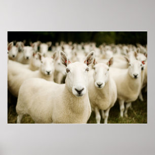 Farms   Herd of Sheep Poster