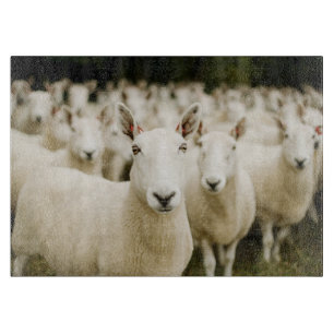 Farms Herd of Sheep Schneidebrett