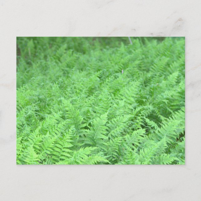 Farn Foto Postkarte (Vorderseite)