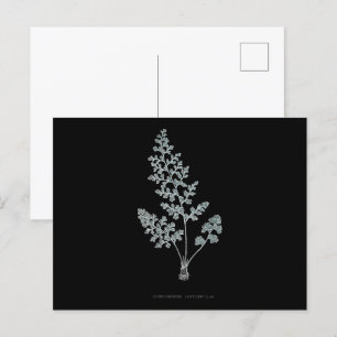 Farn - Gymnogramma Leptophylla - Röntgen-Effekt – Postkarte