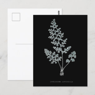 Farn - Gymnogramma Leptophylla - Röntgen-Effekt – Postkarte