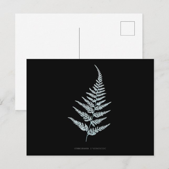 Farn - Gymnogramma L'herminieri. Röntgen-Effekt –  Postkarte (Vorne/Hinten)