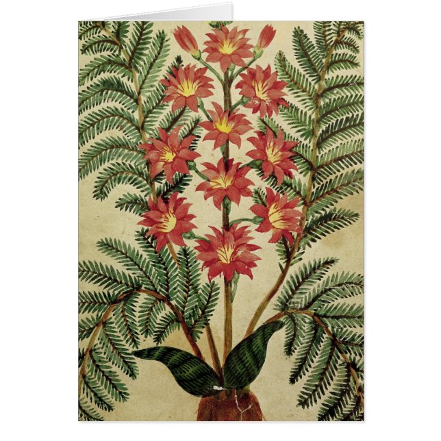 Farn mit den roten und gelben Blumen (Vorne)