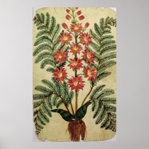 Farn mit den roten und gelben Blumen Poster