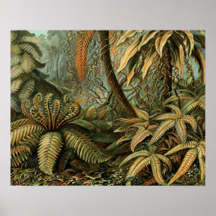 Farn Palmenbaum Antik Botanisch Farn Kunst Poster