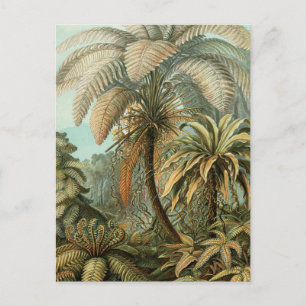 Farn Palmenbaum Antik Botanisch Farn Kunst Postkarte