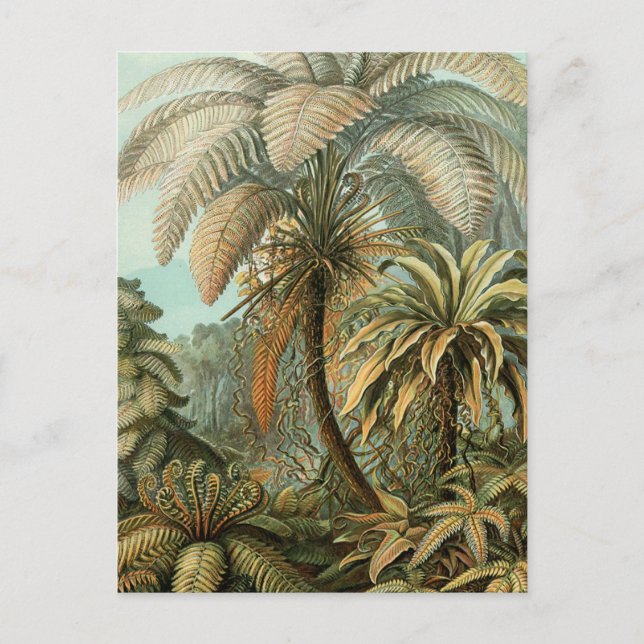 Farn Palmenbaum Antik Botanisch Farn Kunst Postkarte (Vorderseite)