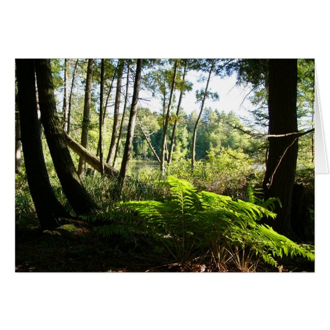 Farne am fernen See (Vorderseite (Horizontal))