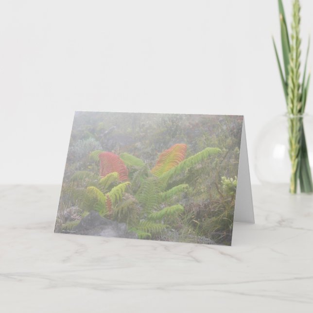 Farne im Nebel - Haleakala, Maui Karte (Vorderseite)