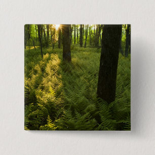 Farne im Wald in Grafton, Massachusetts. Button