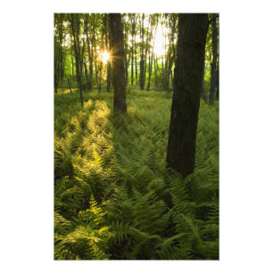 Farne im Wald in Grafton, Massachusetts. Fotodruck
