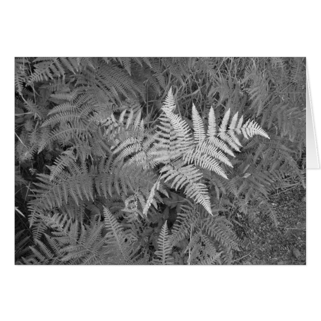 Farnkarte (Vorderseite (Horizontal))