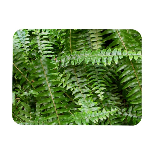 Farnwedel I Grüne Natur Magnet (Horizontal)