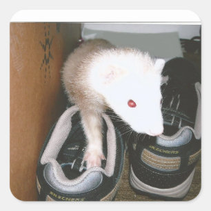 Farret und das shose quadratischer aufkleber