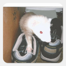 Farret und die Shows