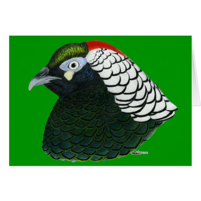 Fasan: Lady Amherst Rooster (Vorderseite (Horizontal))