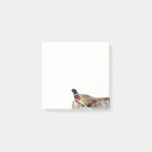 Fasan mit Ringhals Photo 3x3 Notizen