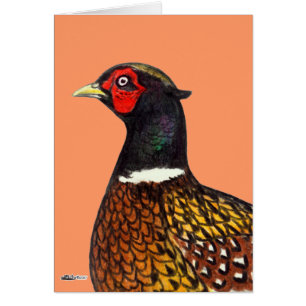 Fasan:  Ringneck Kopf