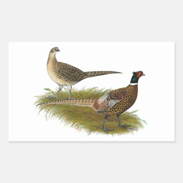 Fasan: Ringneck Rechteckiger Aufkleber (Vorderseite)