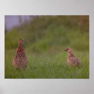 Fasanenmutter mit Kind morgens Poster