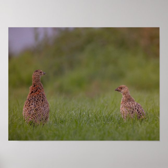Fasanenmutter mit Kind morgens Poster (Vorne)