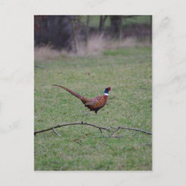 Fasant Postkarte