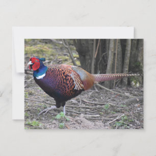 Fasant Postkarte