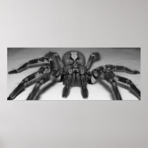 Fasciata Foto drucken von Randomwhat Poster