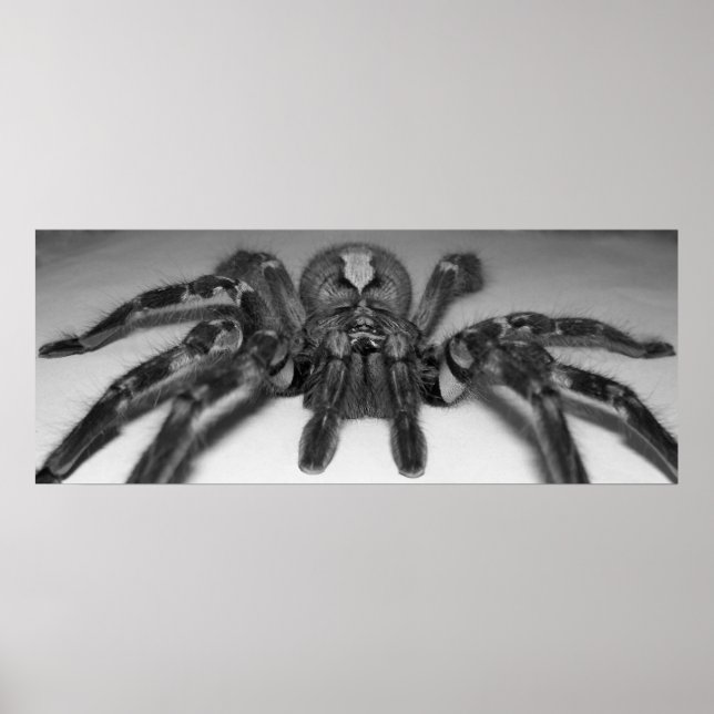 Fasciata Foto drucken von Randomwhat Poster (Vorne)