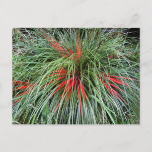 Fascicularia bicolor (Bromeliaceae), Südliche Chil Postkarte