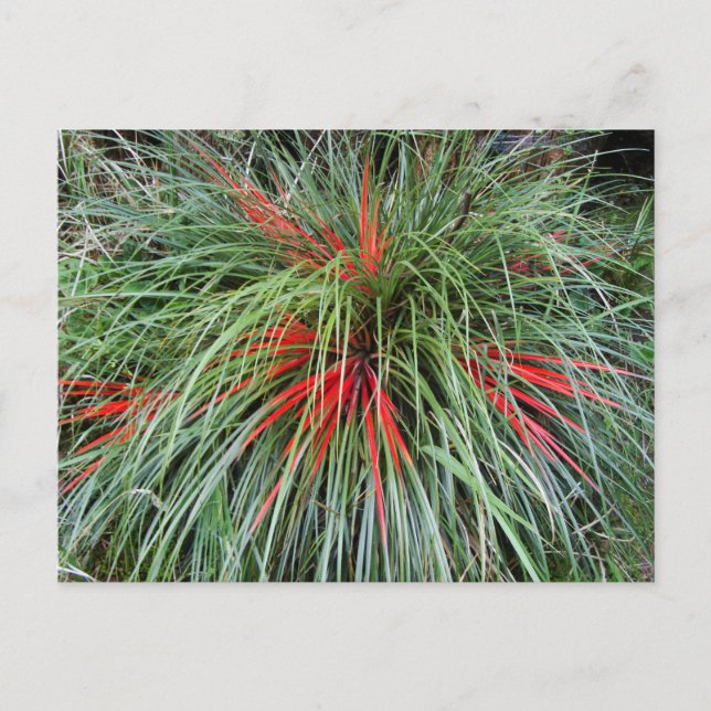 Fascicularia bicolor (Bromeliaceae), Südliche Chil Postkarte (Vorderseite)