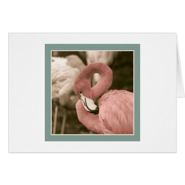 Fashionable Flamingo (Vorderseite (Horizontal))