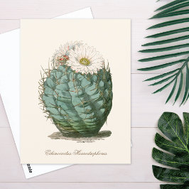 Fasskaktus Weiße Blume Postkarte
