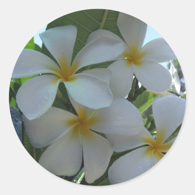 Fast Edible Frangipani Runder Aufkleber (Vorderseite)