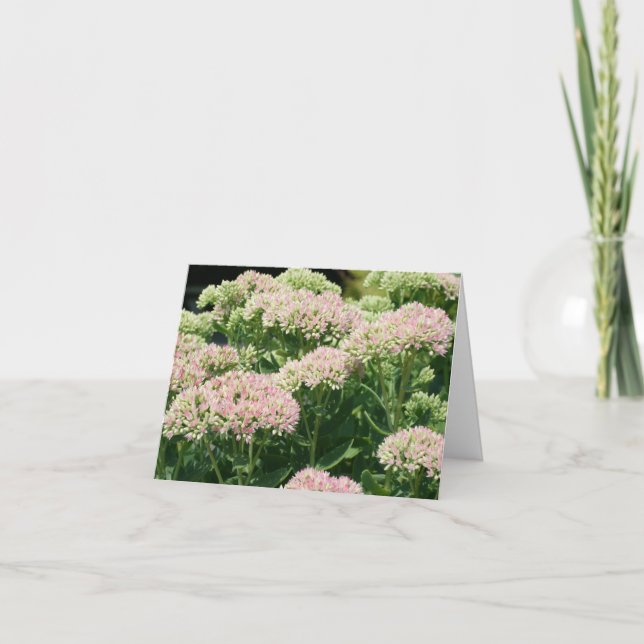 Fast Sedum-Blumenfotografie  (Vorderseite)