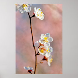 Faszinierende japanische Apricot-Blume Poster