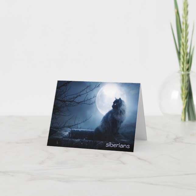 Faszinierende sibirische Katze an der Nachtzeit Karte (Vorderseite)
