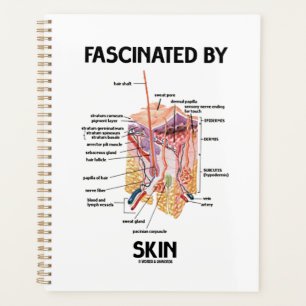 Fasziniert von der Haut (anatomische Hautschichten Planer