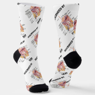 Fasziniert von der Haut (anatomische Hautschichten Socken