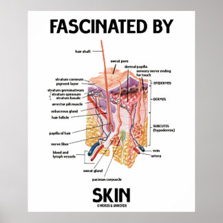 Fasziniert von Haut (Hautschichten) Poster