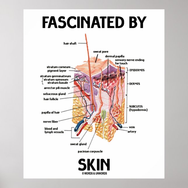 Fasziniert von Haut (Hautschichten) Poster (Vorne)