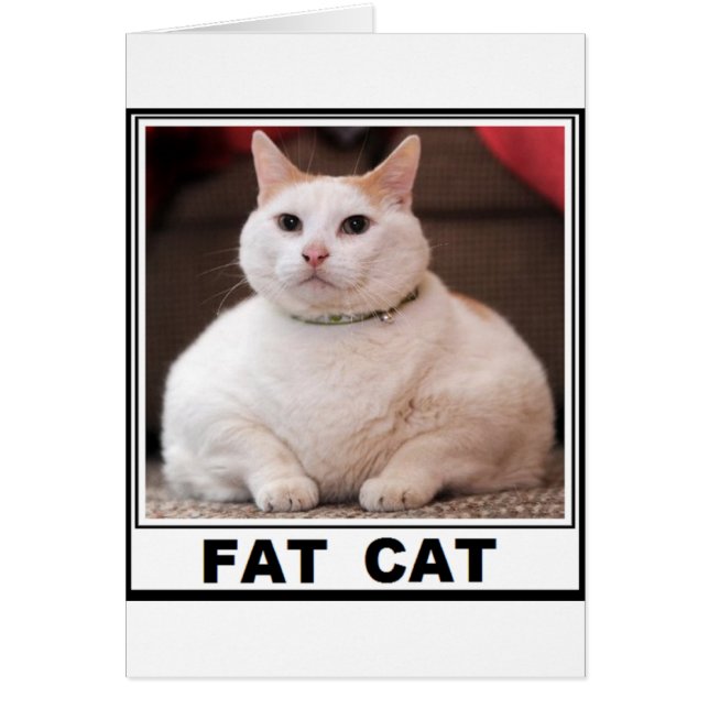 FAT CAT SMILE (Vorne)